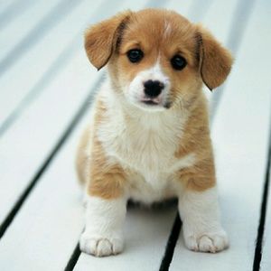 Meet your Posher, Samira